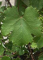 Altesse fe 2586.jpg