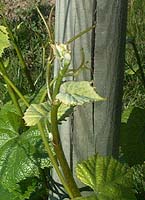 Melon bo 1049.jpg