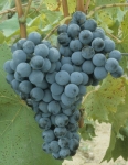 Chambourcin grappe.jpg