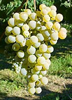 Petit manseng fr catalogoviti.politichagricole.it.jpg
