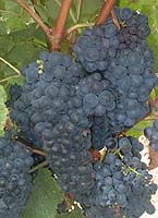 Tannat fr 1.jpg