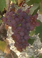 Clairette ro fr 1.jpg