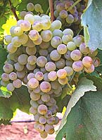 Fiano fr www.chalmersnurseries.com.jpg