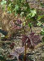 Gamay bouze bo a2485.jpg