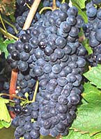 Pinotage fr i4.jpg