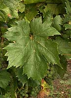 Rubilande fe 1984.jpg