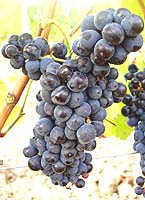 Bouchales fr g2 07.jpg