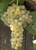 Viognier fr 1.jpg
