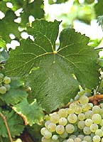 Arriloba fe inra bordeaux.jpg