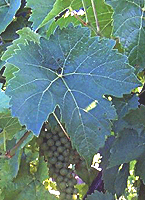 Vidal blanc fe www.ars-grin.gov.jpg