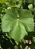 Alvarinho fe d4023.jpg