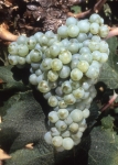 Crouchen b grappe .jpg