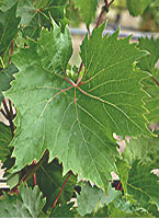 Philipp fe 1 pl-40ngrape.jpg