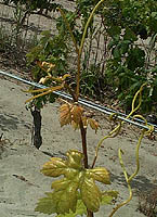 Biancu gentile bo 2599.jpg