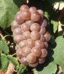 Mauzac rose rs grappe .jpg