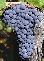 Primitivo fr ucanr org.jpg