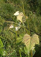Tannat bo 1056.jpg