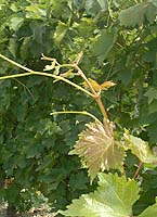 Canner seedless bo mtp5559.jpg