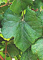 Knipperle fe european vitis.jpg