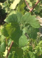 Brun fourca fe 2225.jpg