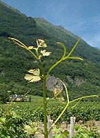 Humagne ro bo gr4737.jpg