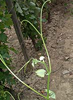 Mourvaison bo p3930.jpg