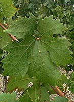Primitivo fe mtp 5526.jpg