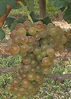 Roussanne fr 3.jpg
