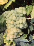 Carignan blanc b grappe .jpg