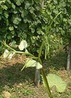 Petit manseng bo 1185.jpg