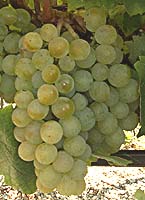 Furmint fr mtp 5668.jpg