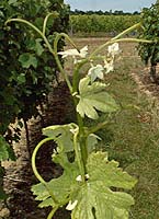 Merlot bl bo g4085.jpg