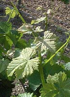 Sauvignon bl bo 2336.jpg
