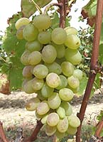 Sulima fr g1 10.jpg