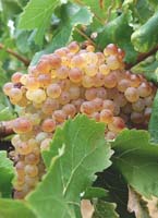 Macabeu fr ch saint eutrope.jpg