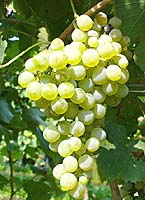 Fiano fr 1 catalogoviti.politicheagricole.it.jpg