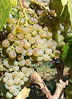 Piquepoul bl fr whitewines net.jpg