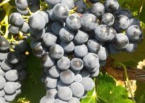 3176-21-11n-grenache-thumb-212x151.jpg