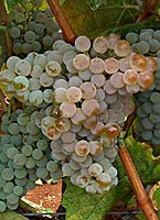 Aranel fr 3208.jpg