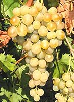 Candin fr graines-baumaux fr.jpg