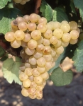 Romorantin b grappe .jpg