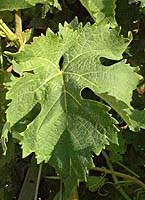 Brachet fe 3950.jpg