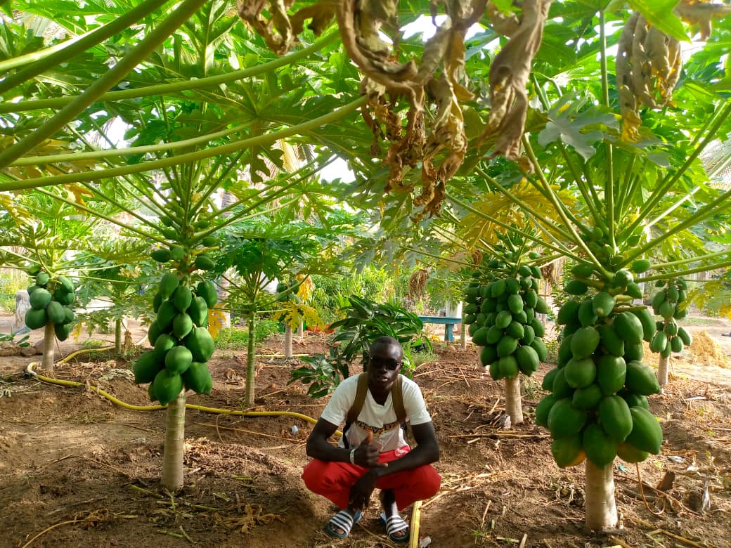 MamadouDiagne Papayers.jpg