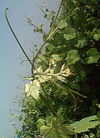 Negrette bo 1167.jpg