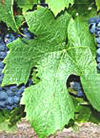 Pinotage fe i2.jpg