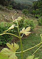 Aspiran n bo lg3343.jpg