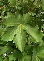 Canner seedless fe mtp5563.jpg