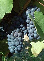 Negrette fr 1467.jpg