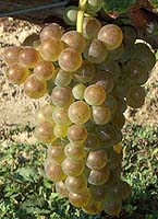 Roussanne fr 5.jpg