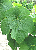 Beaugaray fe 1 entav.jpg